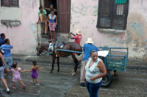 salsa/cuba/voyage2011/padrepico/cheval.jpg